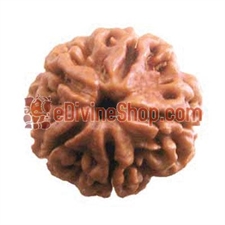 Picture of Five Faced Rudraksha ( Paanch Mukhi ) of Premium Quality