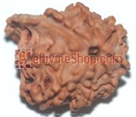 Picture of Ganesh Rudraksha of Premium Quality 