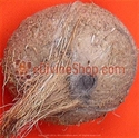 Picture of Ekakshi (One Eyed) Coconut For Wealth and Prosperity