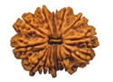 Picture of Fifteen Faced Rudraksha ( 15 Mukhi) Bead of Premium Quality