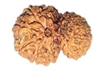 Picture of Garbh Gauri Rudraksha