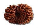 Picture of Sixteen Faced ( 16 mukhi ) Rudraksha of Collector grade