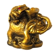 Picture of Money Coin Frog on Elelphant